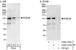 PDE3B Rabbit anti-Human, Polyclonal, Bethyl Laboratories 100 &mu;L; Unconjugated:Antibodies,