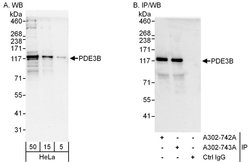 PDE3B Rabbit anti-Human, Polyclonal, Bethyl Laboratories 100 &mu;L; Unconjugated:Antibodies,