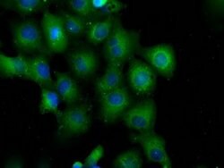 PDE4A Mouse anti-Human, Clone: OTI1E3, lyophilized, TrueMAB 100 &mu;g;