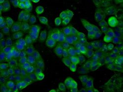 PDE4A Mouse anti-Human, Clone: OTI1E3, lyophilized, TrueMAB 100 &mu;g;