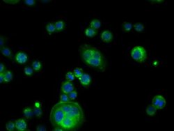 PDE4A Monoclonal Antibody (OTI1F5), TrueMAB , OriGene 30 &mu;L; Unconjugated:Antibodies,