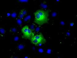 PDE4A Mouse anti-Human, Clone: OTI3D4, lyophilized, TrueMAB 100 &mu;g;