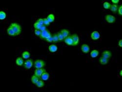 PDE4A Mouse anti-Human, Clone: OTI3D4, lyophilized, TrueMAB 100 &mu;g;