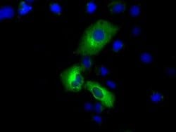 PDE4A Mouse anti-Human, Clone: OTI7B11, liquid, TrueMAB 100 &mu;L; Unconjugated:Antibodies,