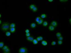 PDE4A Mouse anti-Human, Clone: OTI7B11, liquid, TrueMAB 100 &mu;L; Unconjugated:Antibodies,