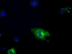 PDE4A Mouse anti-Human, Clone: OTI5C6, lyophilized, TrueMAB 100 &mu;g;