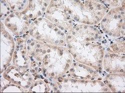 PDE4A Monoclonal Antibody (OTI1F5), TrueMAB , OriGene 30 &mu;L; Unconjugated:Antibodies,