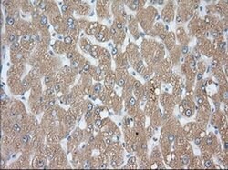 PDE4A Monoclonal Antibody (OTI1F5), TrueMAB , OriGene 30 &mu;L; Unconjugated:Antibodies,