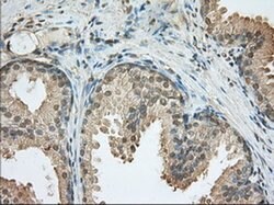 PDE4A Monoclonal Antibody (OTI3D4), TrueMAB , OriGene 30 &mu;L; Unconjugated:Antibodies,