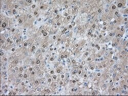 PDE4A Mouse anti-Human, Clone: OTI3D4, lyophilized, TrueMAB 100 &mu;g;