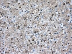 PDE4A Monoclonal Antibody (OTI3D4), TrueMAB , OriGene 30 &mu;L; Unconjugated:Antibodies,