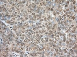 PDE4A Mouse anti-Human, Clone: OTI7B11, liquid, TrueMAB 100 &mu;L; Unconjugated:Antibodies,