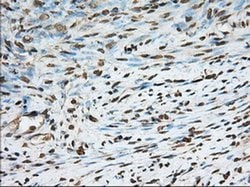 PDE4A Mouse anti-Human, Clone: OTI7B11, liquid, TrueMAB 100 &mu;L; Unconjugated:Antibodies,