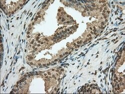 PDE4A Mouse anti-Human, Clone: OTI7B11, liquid, TrueMAB 100 &mu;L; Unconjugated:Antibodies,
