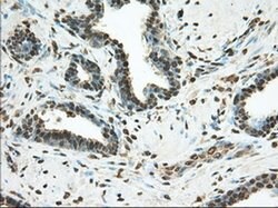 PDE4A Mouse anti-Human, Clone: OTI7B11, liquid, TrueMAB 100 &mu;L; Unconjugated:Antibodies,