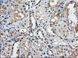 PDE4A Mouse anti-Human, Clone: OTI7B11, liquid, TrueMAB 100 &mu;L; Unconjugated:Antibodies,