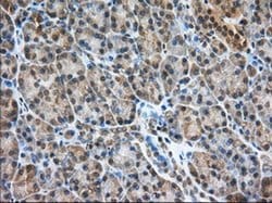PDE4A Monoclonal Antibody (OTI6D6), TrueMAB , OriGene 100 &mu;L; Unconjugated:Antibodies,