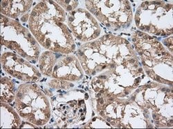 PDE4A Monoclonal Antibody (OTI6D6), TrueMAB , OriGene 100 &mu;L; Unconjugated:Antibodies,