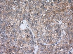 PDE4A Mouse anti-Human, Clone: OTI5C6, lyophilized, TrueMAB 100 &mu;g;