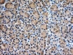 PDE4A Monoclonal Antibody (OTI5C6), TrueMAB , OriGene 100 &mu;L; Unconjugated:Antibodies,