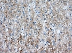 PDE4A Mouse anti-Human, Clone: OTI5C6, lyophilized, TrueMAB 100 &mu;g;