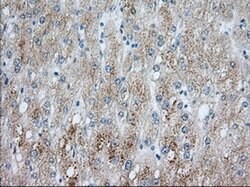 PDE4A Monoclonal Antibody (OTI5C6), TrueMAB , OriGene 100 &mu;L; Unconjugated:Antibodies,