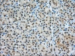 PDE4A Monoclonal Antibody (OTI8B7), TrueMAB , OriGene 100 &mu;L; Unconjugated:Antibodies,