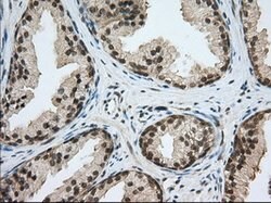 PDE4A Mouse anti-Human, Clone: OTI8B7, lyophilized, TrueMAB 100 &mu;g;