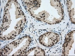 PDE4A Monoclonal Antibody (OTI8B7), TrueMAB , OriGene 100 &mu;L; Unconjugated:Antibodies,