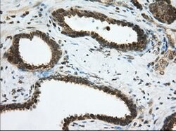 PDE4A Mouse anti-Human, Clone: OTI8B7, lyophilized, TrueMAB 100 &mu;g;