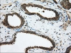 PDE4A Monoclonal Antibody (OTI8B7), TrueMAB , OriGene 100 &mu;L; Unconjugated:Antibodies,