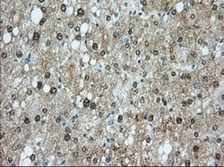 PDE4A Monoclonal Antibody (OTI8B7), TrueMAB , OriGene 100 &mu;L; Unconjugated:Antibodies,