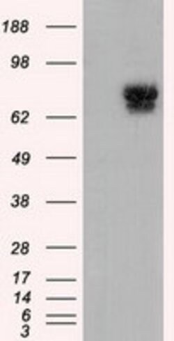 PDE4A Mouse anti-Human, Clone: OTI1E3, lyophilized, TrueMAB 100 &mu;g;