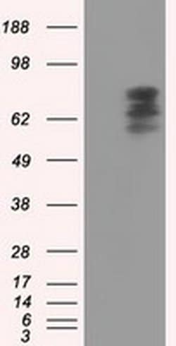PDE4A Monoclonal Antibody (OTI1F5), TrueMAB , OriGene 30 &mu;L; Unconjugated:Antibodies,