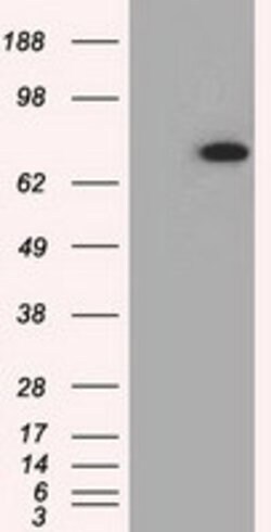 PDE4A Mouse anti-Human, Clone: OTI3D4, lyophilized, TrueMAB 100 &mu;g;