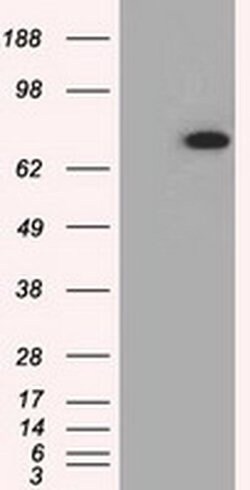 PDE4A Monoclonal Antibody (OTI3D4), TrueMAB , OriGene 30 &mu;L; Unconjugated:Antibodies,