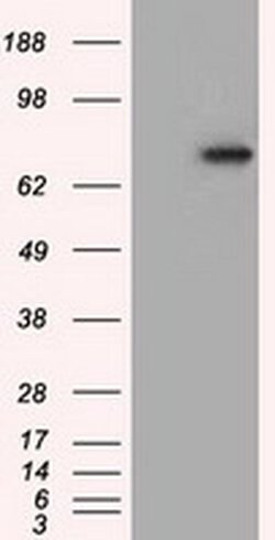 PDE4A Mouse anti-Human, Clone: OTI7B11, liquid, TrueMAB 100 &mu;L; Unconjugated:Antibodies,