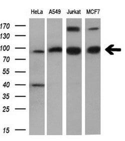 PDE4A Mouse anti-Human, Clone: OTI7B11, liquid, TrueMAB 100 &mu;L; Unconjugated:Antibodies,