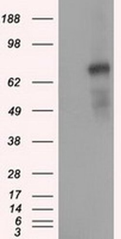 PDE4A Mouse anti-Human, Clone: OTI6B6, liquid, TrueMAB 100 &mu;L; Unconjugated:Antibodies,
