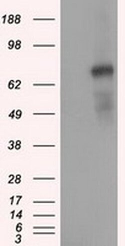 PDE4A Mouse anti-Human, Clone: OTI6B6, liquid, TrueMAB 30 &mu;L; Unconjugated:Antibodies,