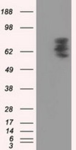 PDE4A Mouse anti-Human, Clone: OTI5C6, lyophilized, TrueMAB 100 &mu;g;