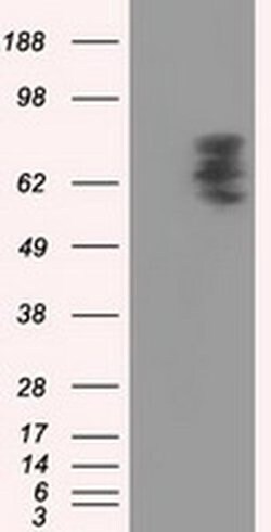 PDE4A Monoclonal Antibody (OTI5C6), TrueMAB , OriGene 100 &mu;L; Unconjugated:Antibodies,