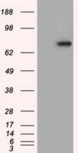 PDE4A Mouse anti-Human, Clone: OTI8B7, lyophilized, TrueMAB 100 &mu;g;