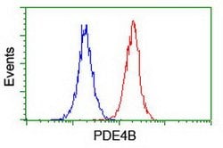 PDE4B Mouse anti-Human, Mouse, Clone: OTI1D12, lyophilized, TrueMAB 100