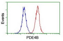 PDE4B Mouse anti-Human, Mouse, Clone: OTI1D12, liquid, TrueMAB 100 &mu;L;