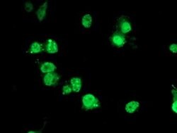 PDE4B Monoclonal Antibody (OTI2B6), TrueMAB , OriGene 100 &mu;L; Unconjugated:Antibodies,