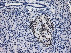 PDE4B Monoclonal Antibody (OTI2B6), TrueMAB , OriGene 100 &mu;L; Unconjugated:Antibodies,
