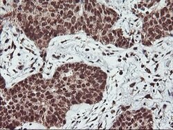 PDE4B Mouse anti-Human, Mouse, Clone: OTI1D12, liquid, TrueMAB 100 &mu;L;