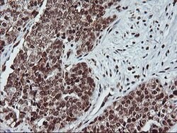 PDE4B Mouse anti-Human, Mouse, Clone: OTI1D12, liquid, TrueMAB 100 &mu;L;