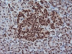 PDE4B Mouse anti-Human, Mouse, Clone: OTI1D12, liquid, TrueMAB 100 &mu;L;